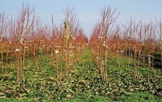 plantarea pomilor fructiferi